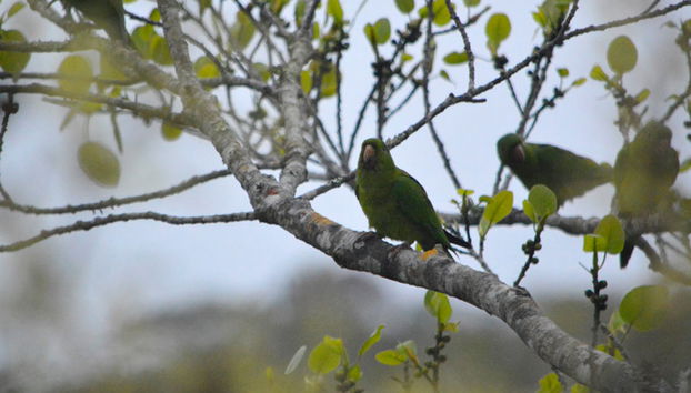 Rappel à la Sinkhole of Parrots - Photo 4