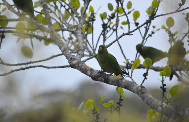Discesa in corda doppia nella Doline dei Pappagalli - Foto 4