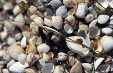 Ferienwohnung Stein - Foto 36