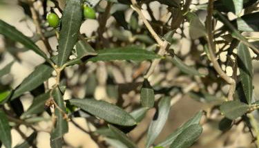 L’Oustau de Célia - Foto 3, Garden