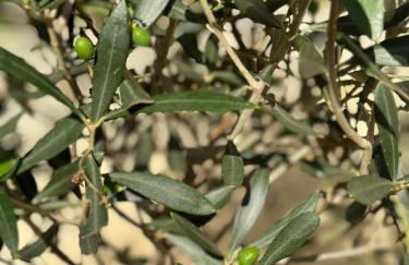 L’Oustau de Célia - Foto 3