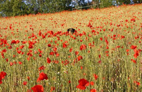 Beautiful Apartment in Robertsdorf With Garden - Foto 42