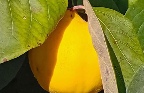 FeWo Passo-Palade - Foto 64