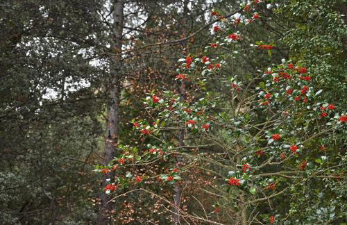 Casa LLovet - Foto 13