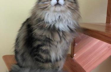 Leśny Dwór - Foto 7