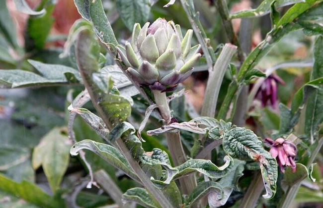 Podere il Poggiolo - Photo 67