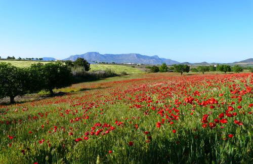 Cortijo La Estrella - Foto 60