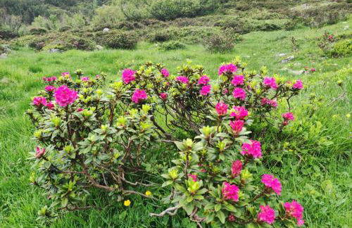 Agritur Belsogno B&B - Foto 98