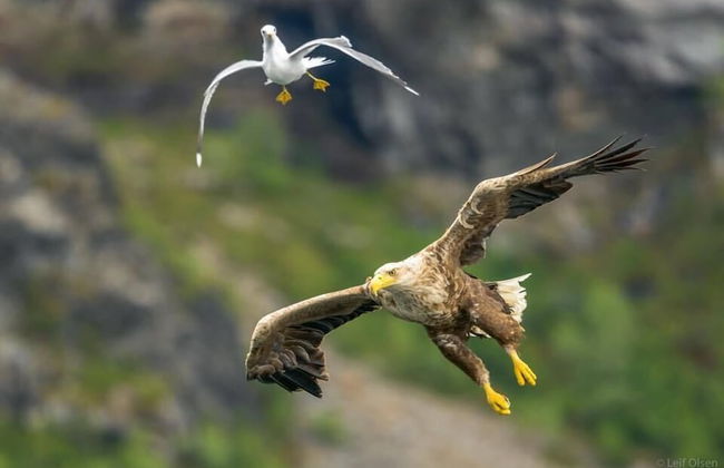 Brygga på Dønna - Photo 31