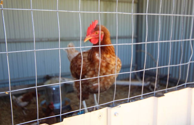 Mclaren Vale Vineyard Homestead - Foto 50