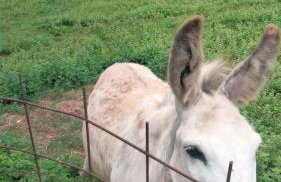 Villa Mayki - Photo 30