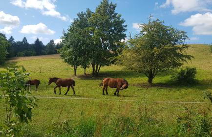 Przystanek Patulskie - Foto 60