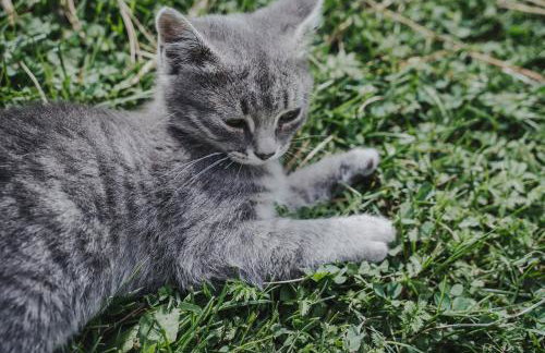 Seeberhof - Urlaub am Bauerhof - Foto 27