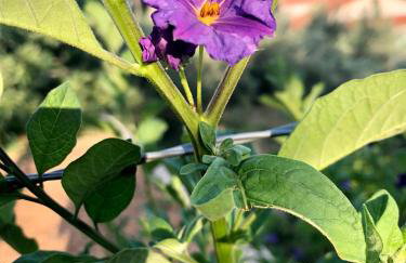 Casa Fortuna - Photo 80