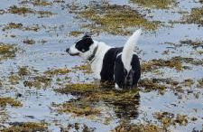 Tigh Na Mara - Foto 41