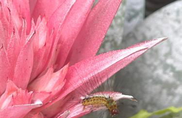 REFUGIO DO SAGRADO MORERE Tropical Lodge - A Casa do Vigía - Foto 72