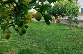 Agrumeto Costa dei Trabocchi - Foto 9