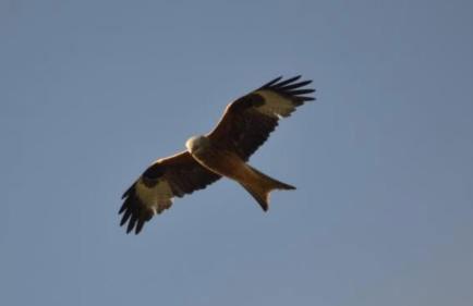 Pantyronen tourer holidays - Photo 51