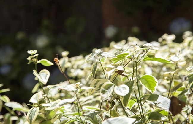 Cora 127 Plenitud - Photo 71