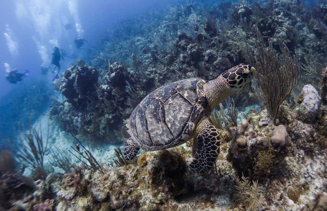 Plongée à Puerto Morelos - Photo 6