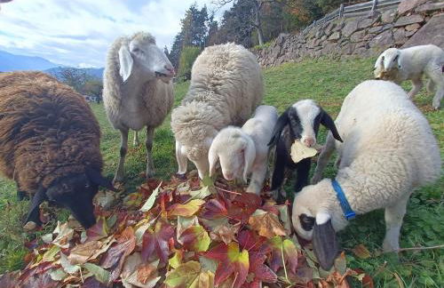 Gosthof Kastelruth - Foto 27