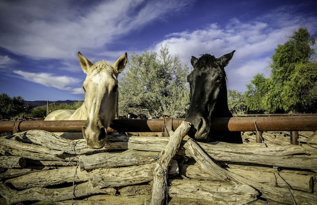 Tanque Verde Ranch - Photo 48