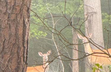 The Firefly Lodge at ShenandoahHot Tub~ View~Pets - Foto 29