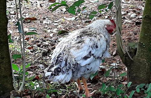 Agriturismo Podere Bedin - Foto 32