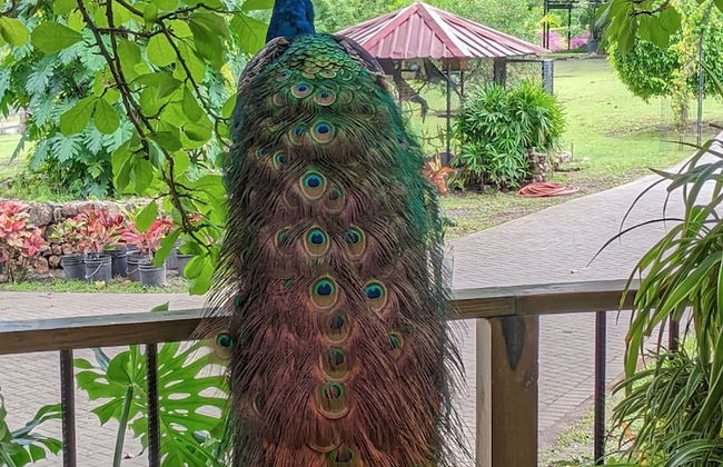 Quinta Pavo Real by Acomodo - Foto 27