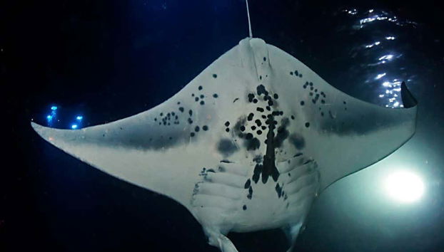 Night Swim with Manta Rays - Foto 2