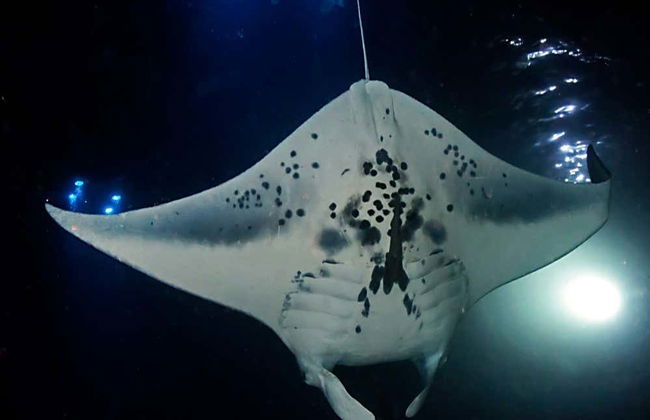 Night Swim with Manta Rays - Foto 2