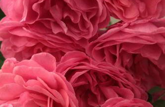 Chiesa Ignano 1778 - Photo 70