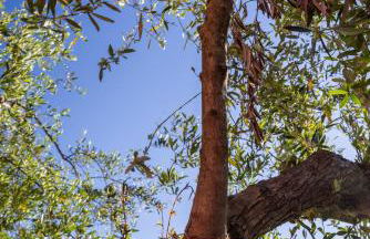 Etna Mare Dimore Rurali - Foto 77