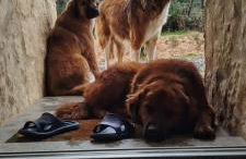 Terras do Salvado Agroturismo - Photo 49