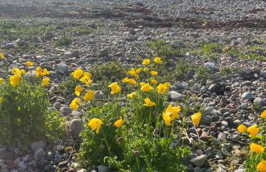 View of the Mountain - Foto 6