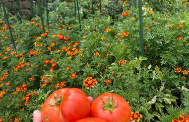 Πατρικό ολόκληρος ξενώνας entire stone guesthouse - Foto 56
