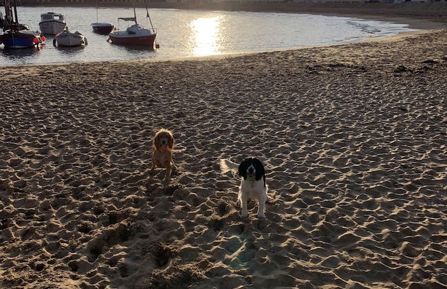 Winterstoke View, Family and dog Friendly Beach Retreat - Photo 46