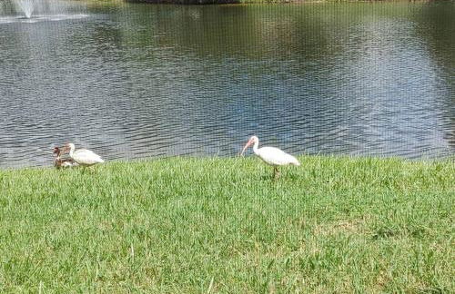 Smart home near Disney world, Silver Spurs Arena - Foto 33