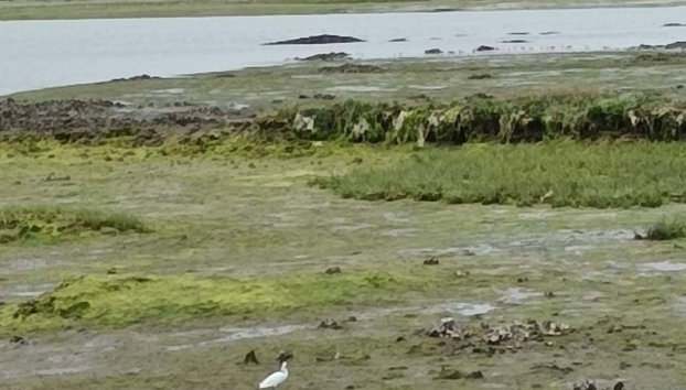 Santoña Canning Factory & Marshland Tour - Photo 4, Spotting little egrets