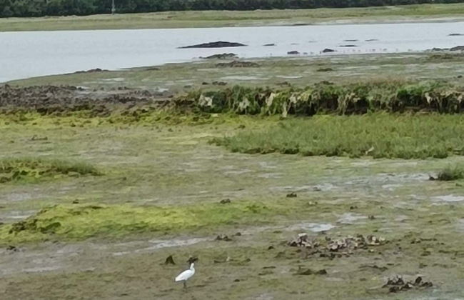 Visita a una fábrica conservera + Marismas de Santoña - Foto 6
