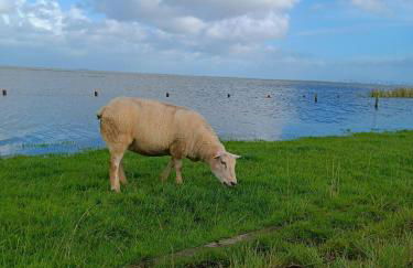 Apart-Lachmoewe-im-Moewennest-Tossens - Foto 26