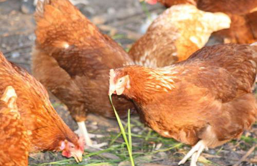 Bauernhaus Wohnung 1 - Foto 7