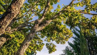 Villa La Jonche - Foto 3