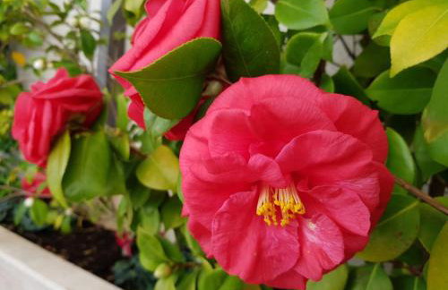 Apartments Sandra Solitudo I - Photo 3