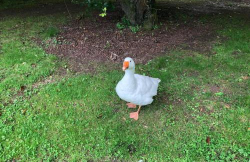 Rhubarb Cottage - Foto 27