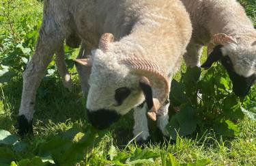 Hof Maiholm - Sattelkammer - Foto 28