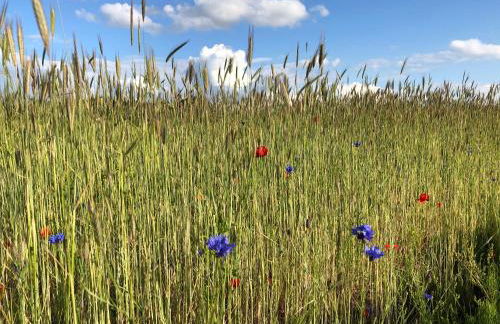 Am Achterwasser DORF 12 - Foto 64