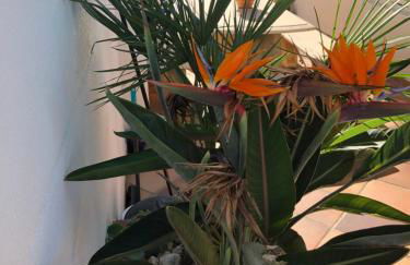 villa cinco palmas - Foto 72