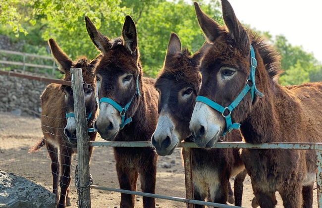 Etna Quota Mille Boutique Hotel, Typical Sicilian Food & Wine - Foto 40