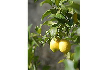 ANTZOMENDI - Foto 19